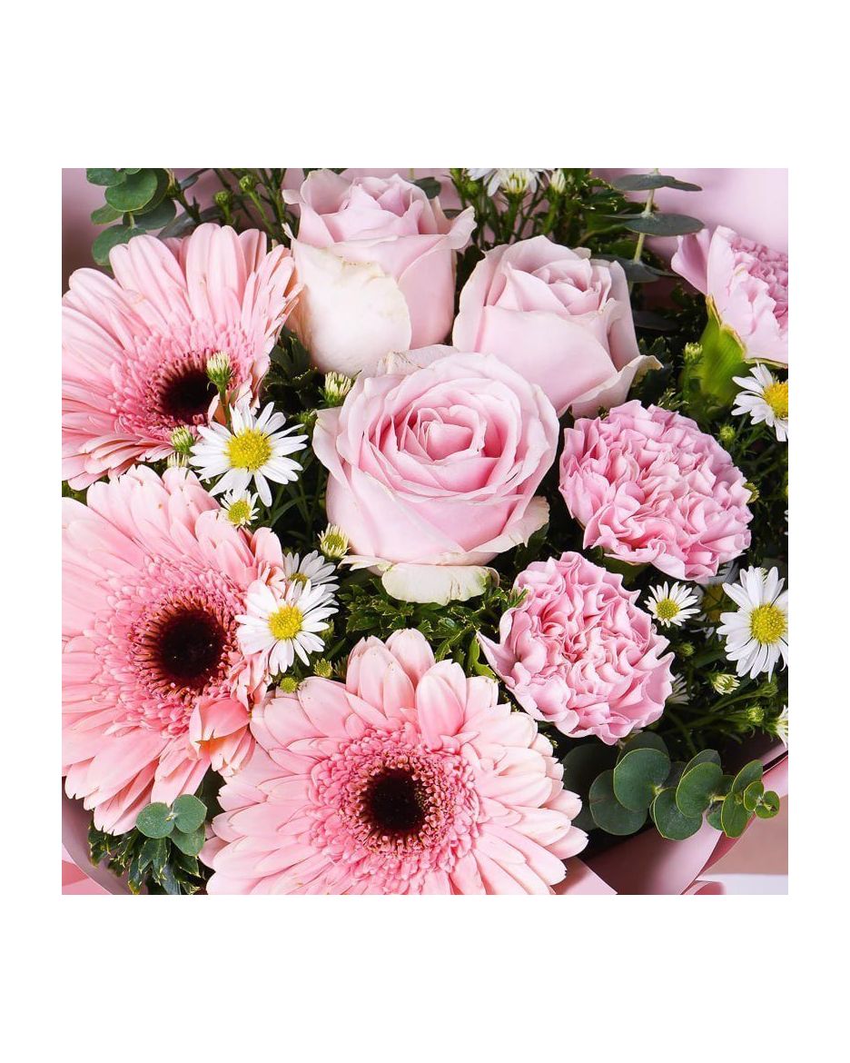  gerbera