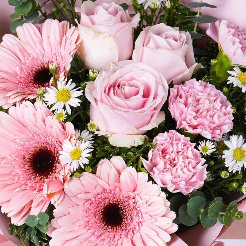  gerbera
