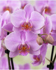 Macro detail