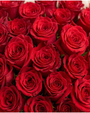 Macro detail