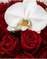 Macro detail