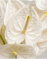 Macro detail