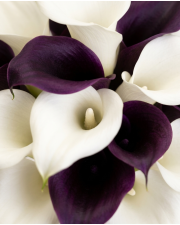 Macro detail
