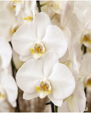 Macro detail