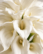 Macro detail