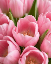 Macro detail