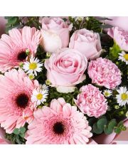  gerbera