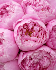 Macro detail