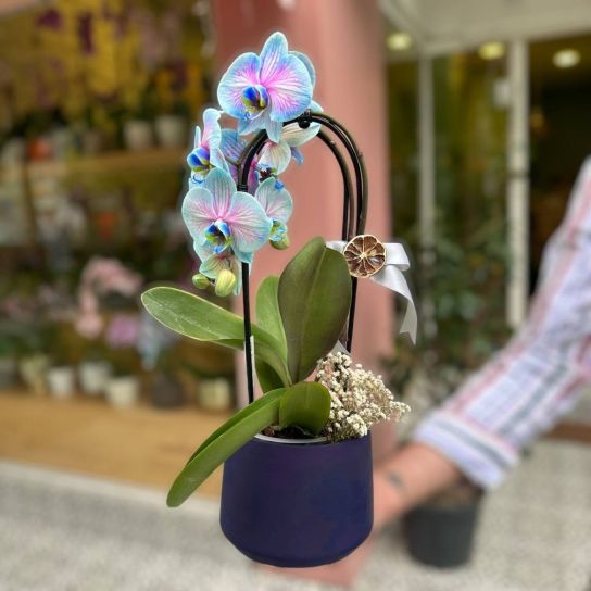 Wonderful Mavi Alacalı Cascade Orkide
