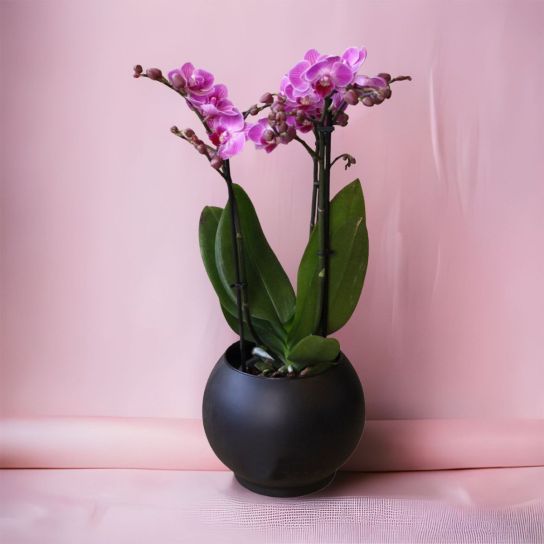 Lüks paşabahçe vazoda midi boy ithal çift mor dal orkide arnjmanı