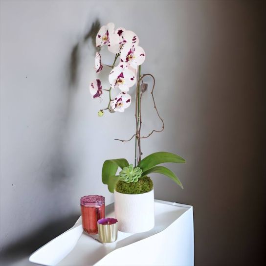 tek dal alacalı orkide