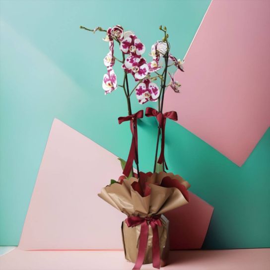 iki dal alacalı orkide