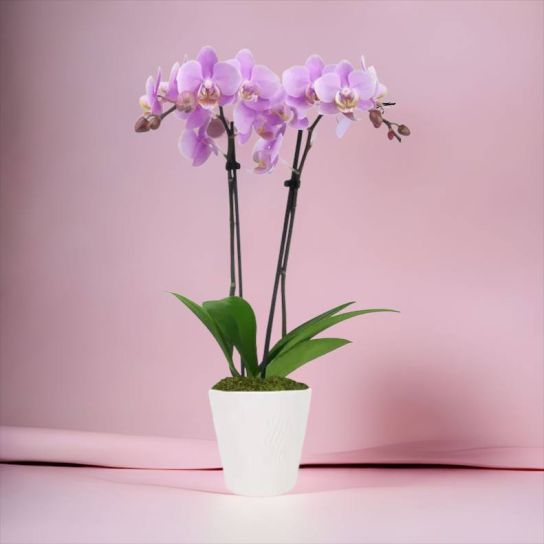 iki dal pembe orkide