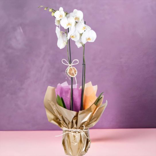 iki dal beyaz orkide