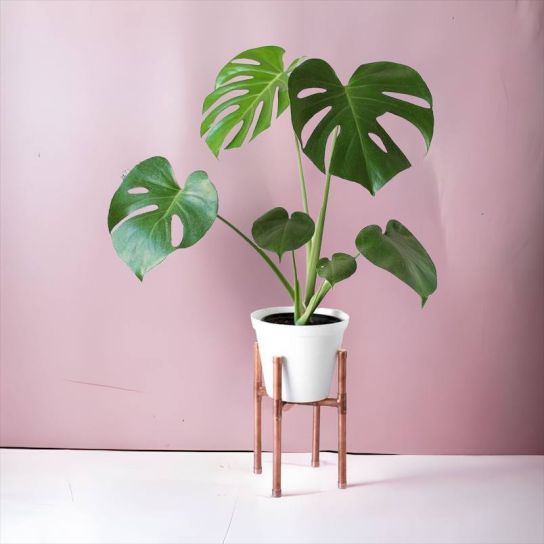 Monstera Deliciosa Large (Deve Tabanı)