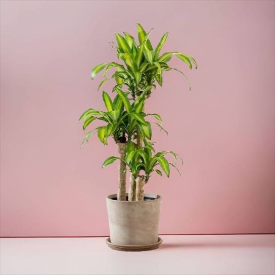 Dracaena Massangeana