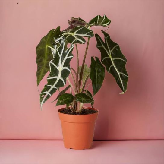 Alocasia Polly (Fil Kulağı Bitkisi)