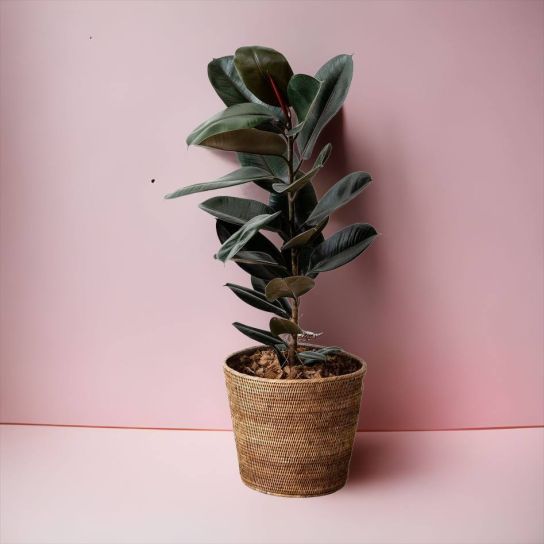 Kauçuk Çiçeği (Ficus Elastica)