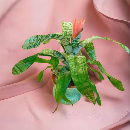 İthal Aechmea Fasciata (Eşmeya Bitkisi)