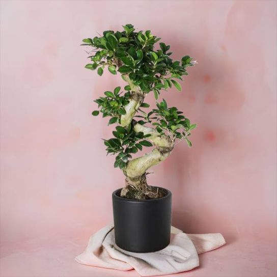 S Gövdeli Bonsai Ağacı Large