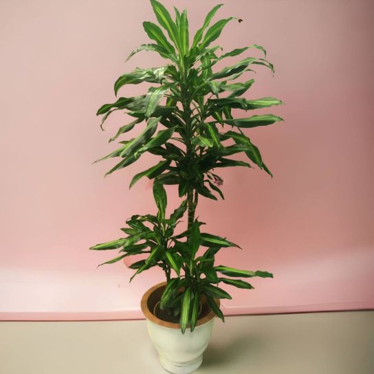 Yuka - Dracaena Fragrans Janet