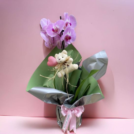 Ayıcıklı tek dal pembe orkide