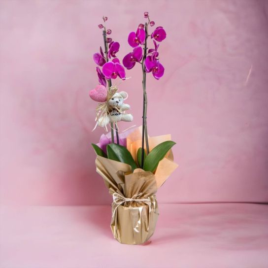 iki dal mor happy bear orkide