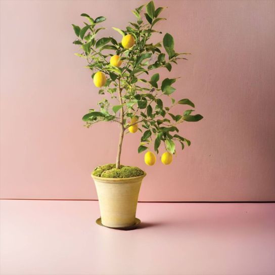 Citrus Lemon Large (Yedi Veren Limon Ağacı)