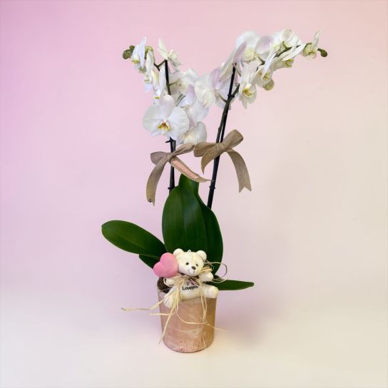 İthal çift dal ayıcıklı beyaz orkide